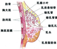 乳腺結構圖