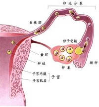 輸卵管