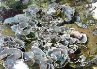 刺孔珊瑚（Echinopora）