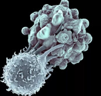 細胞毒性T淋巴細胞