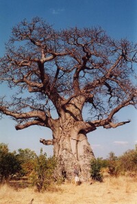 猴麵包樹（Adansonia digitata）