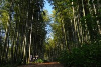 南坑村[福建南平松溪縣鄭墩鎮南坑村]