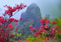 藥用植物 滿山紅