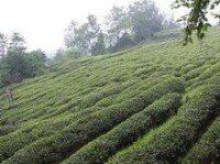 寧紅茶種植園
