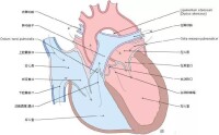 心臟解剖圖譜