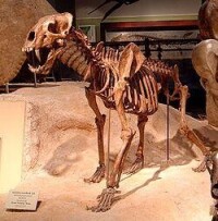 似劍齒虎（學名：Homotherium），又名似劍虎或鋸齒虎，是一屬劍齒虎，生存於300-1萬年前的北美洲、歐亞大陸及非洲。它們最初於150萬年前在非洲消失，並於3萬年前在歐亞大陸消失[1]，最後於1萬年前在北美洲滅絕。