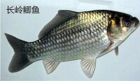 長嶺鯽魚