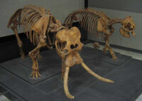 一對雌雄歐洲矮象骨骼化石