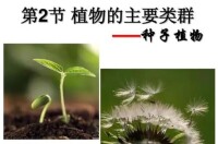 植物類群