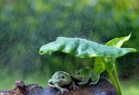 青蛙雨