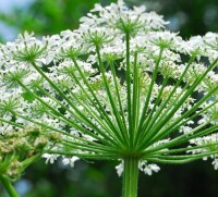 獨活草