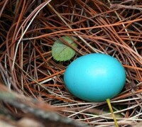 棕頭鴉雀卵