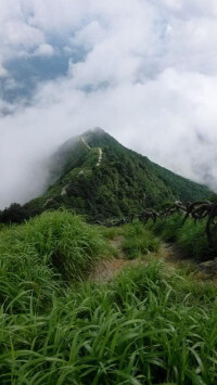 梧桐山