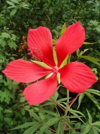 紅秋菊
