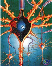神經細胞