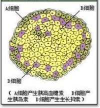 胰島內各種細胞的分佈