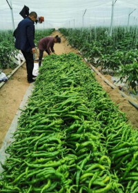新石村的菜農在採摘大棚蔬菜