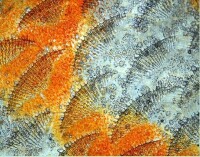 魚鱗在參加以色列獸醫協會實踐時，獸醫哈維·薩爾法拍攝到了一條七彩神仙魚的魚鱗。這幅圖是在20倍顯微鏡下拍攝的，可以看到魚鱗的美麗結構和顏色。
