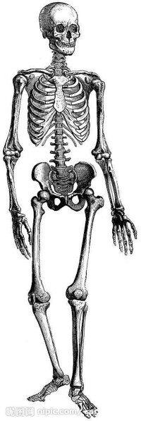 人體骨骼圖