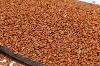 赤米，亦稱紅米，是一種營養價值很高的粗糧