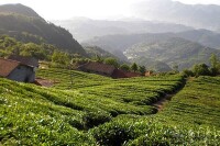 雲南普洱茶集團-大黑山生態茶園