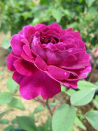 紫色高盧薔薇及其它古老薔薇