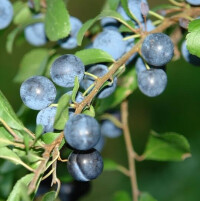 黑刺李(Prunus spinosa)