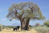 坦尚尼亞生長的猴麵包樹與大象的體型對比