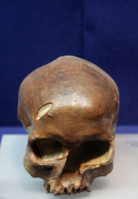 克羅馬農人頭骨化石