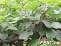 闊葉獼猴桃 Actinidia latifolia