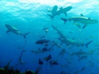加勒比礁鯊