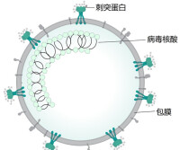 新型冠狀病毒示意圖