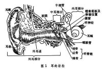 人耳可分為外耳、中耳和內耳