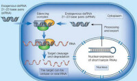 RNA干擾原理圖