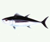 長鰭金槍魚