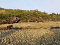 上坪村風景