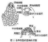 各種類型的莖端縱切面