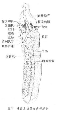 觸手冠