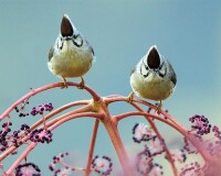 褐頭鳳鶥結對