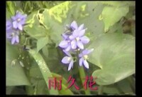 雨久花