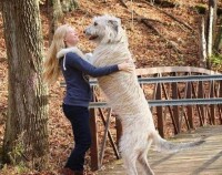 愛爾蘭獵狼犬