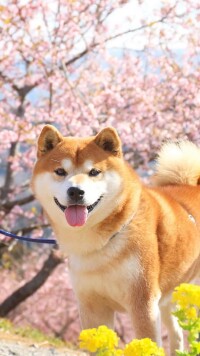 秋田犬