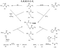 鳥氨酸的合成