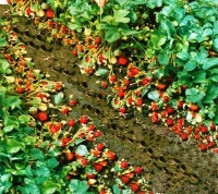 四季草莓種苗
