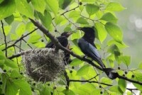 鳥巢[鳥類築建的供棲息的地方]