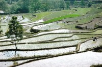 東坑村[浙江省景寧畲族自治縣東坑村]