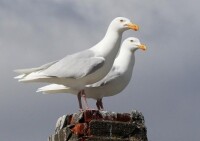 北極鷗（Larus hyperboreus）