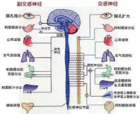 交感神經系統