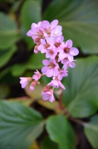 岩白菜[虎耳草科岩白菜屬植物]