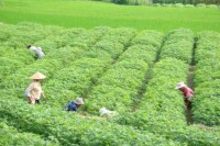 種植業